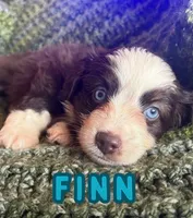 Finn, a male Toy Australian Shepherd for sale in Union Grove, NC – 1 of 1