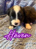 Haven , a female Toy Australian Shepherd for sale in Union Grove, NC – 1 of 1