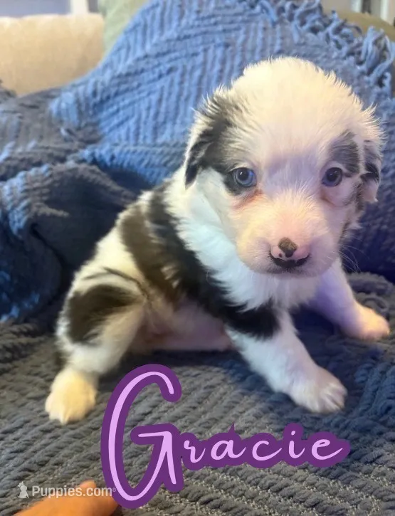 Gracie  – Toy Australian Shepherd puppy for sale in Union Grove, NC