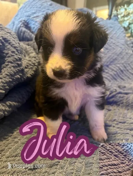 Julia  – Toy Australian Shepherd puppy for sale in Union Grove, NC
