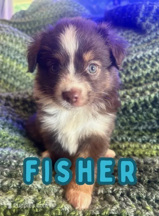 Fisher  – Toy Australian Shepherd puppy for sale in Union Grove, NC