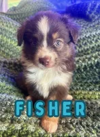Fisher , a male Toy Australian Shepherd for sale in Union Grove, NC – 1 of 1