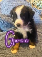 Gwen, a female Toy Australian Shepherd for sale in Union Grove, NC – 1 of 1
