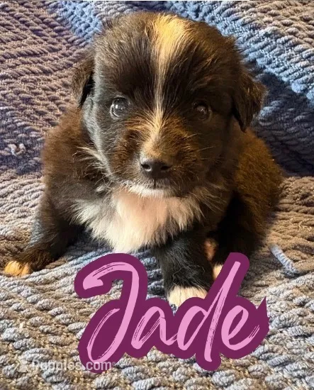 Jade – Toy Australian Shepherd puppy for sale in Union Grove, NC