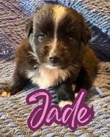 Jade, a female Toy Australian Shepherd for sale in Union Grove, NC – 1 of 1