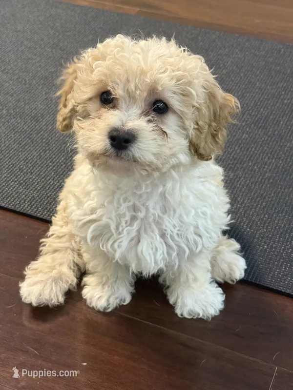 Sweet pea – Cavapoo puppy for sale in East Longmeadow, MA