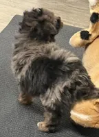 Misty, a female Miniature Aussiedoodle for sale in East Longmeadow, MA – Photo 3 of 6