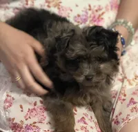 Misty, a female Miniature Aussiedoodle for sale in East Longmeadow, MA – Photo 2 of 6