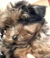 Misty, a female Miniature Aussiedoodle for sale in East Longmeadow, MA – Photo 4 of 6
