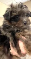 Misty, a female Miniature Aussiedoodle for sale in East Longmeadow, MA – Photo 5 of 6