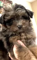 Misty, a female Miniature Aussiedoodle for sale in East Longmeadow, MA – Photo 6 of 6