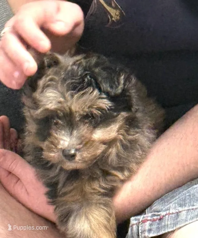 Misty – Miniature Aussiedoodle puppy for sale in East Longmeadow, MA
