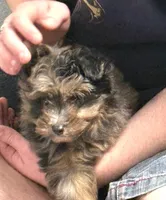 Misty, a female Miniature Aussiedoodle for sale in East Longmeadow, MA – Photo 1 of 6