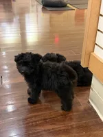 Bounce, a male Miniature Aussiedoodle for sale in East Longmeadow, MA – 2 of 6