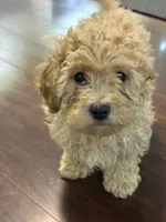 Skipper, a male Cavapoo for sale in East Longmeadow, MA – 1 of 4
