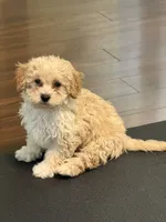 Sweet pea, a female Cavapoo for sale in East Longmeadow, MA – 2 of 6