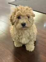 Skipper, a male Cavapoo for sale in East Longmeadow, MA – 3 of 4
