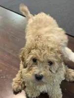 Skipper, a male Cavapoo for sale in East Longmeadow, MA – 2 of 4