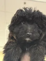 Bounce, a male Miniature Aussiedoodle for sale in East Longmeadow, MA – 6 of 6