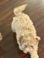 Skipper, a male Cavapoo for sale in East Longmeadow, MA – 4 of 4