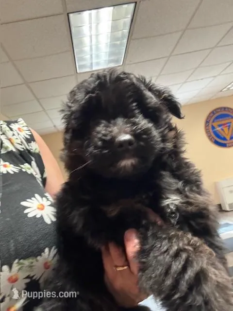 Pepper – Miniature Aussiedoodle puppy for sale in East Longmeadow, MA