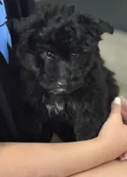Pepper, a male Miniature Aussiedoodle for sale in East Longmeadow, MA – Photo 4 of 5