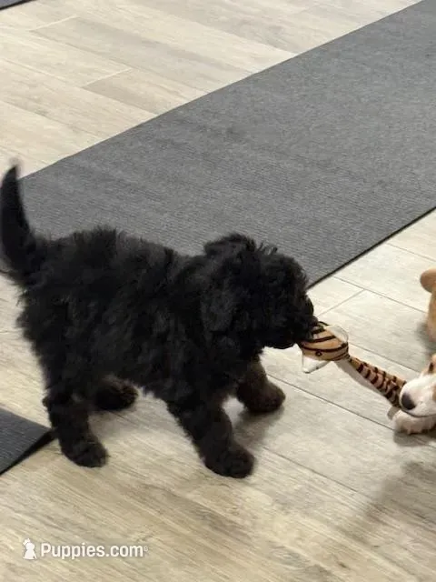 Bounce, a male Miniature Aussiedoodle for sale in East Longmeadow, MA – 3 of 6