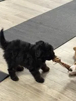 Pepper, a male Miniature Aussiedoodle for sale in East Longmeadow, MA – Photo 3 of 5