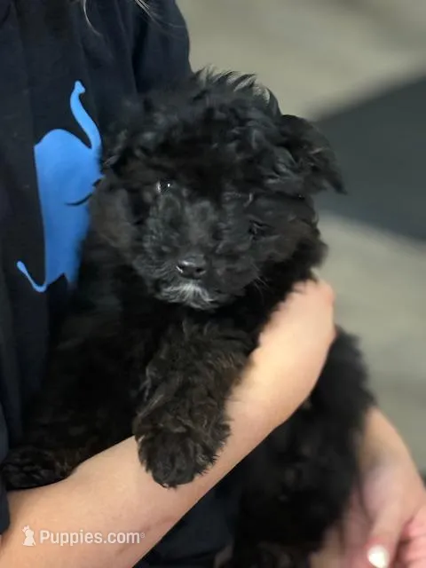 Bounce – Miniature Aussiedoodle puppy for sale in East Longmeadow, MA