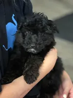 Pepper, a male Miniature Aussiedoodle for sale in East Longmeadow, MA – Photo 2 of 5