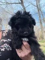 Pepper, a male Miniature Aussiedoodle for sale in East Longmeadow, MA – Photo 5 of 5