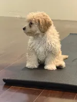 Sweet pea, a female Cavapoo for sale in East Longmeadow, MA – 4 of 6