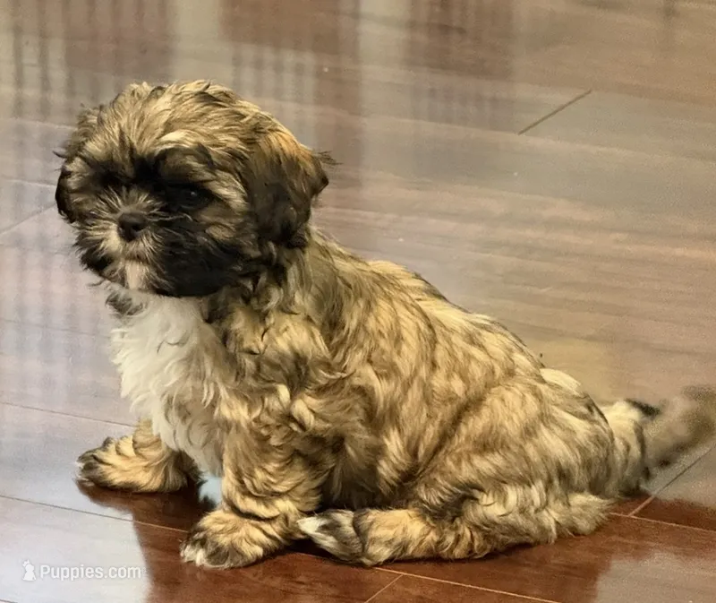 Halo – Shih Tzu puppy for sale in East Longmeadow, MA