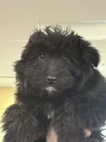 Bounce, a male Miniature Aussiedoodle for sale in East Longmeadow, MA – 5 of 6