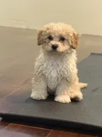 Sweet pea, a female Cavapoo for sale in East Longmeadow, MA – 3 of 6