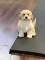 Sweet pea, a female Cavapoo for sale in East Longmeadow, MA – 6 of 6