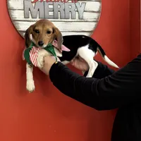 Puppy 1, a female Beagle for sale in Spartanburg, SC – Photo 2 of 4