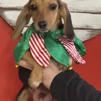 Puppy 1, a female Beagle for sale in Spartanburg, SC – Photo 4 of 4