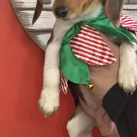 Puppy 1, a female Beagle for sale in Spartanburg, SC – Photo 1 of 4