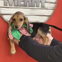 Puppy 1, a female Beagle for sale in Spartanburg, SC – Photo 3 of 4