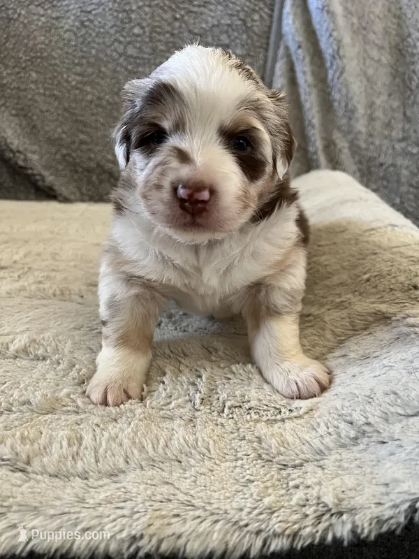 Sally – Australian Shepherd puppy for sale in Dunlap, IA