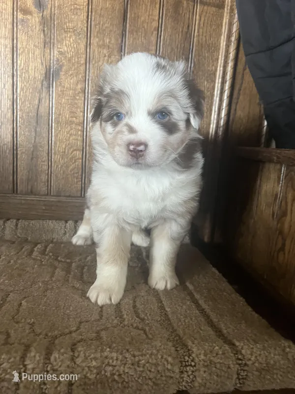 Sally – Australian Shepherd puppy for sale in Dunlap, IA