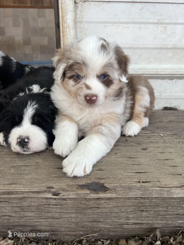 Sally – Australian Shepherd puppy for sale in Dunlap, IA