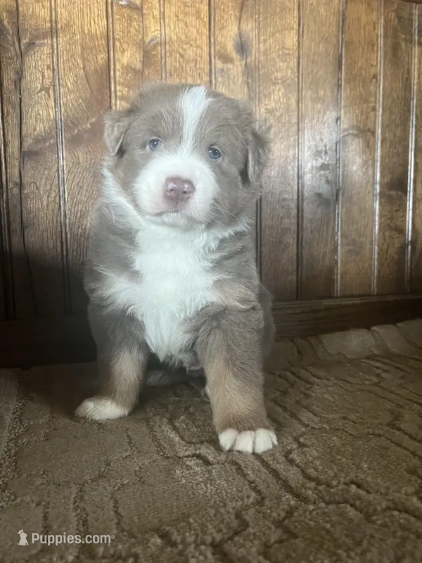 Miles – Australian Shepherd puppy for sale in Dunlap, IA
