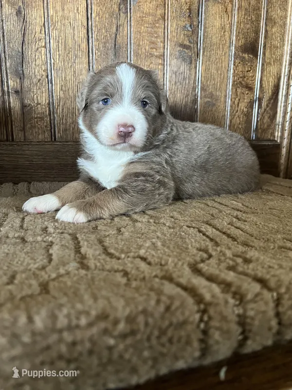 Miles – Australian Shepherd puppy for sale in Dunlap, IA