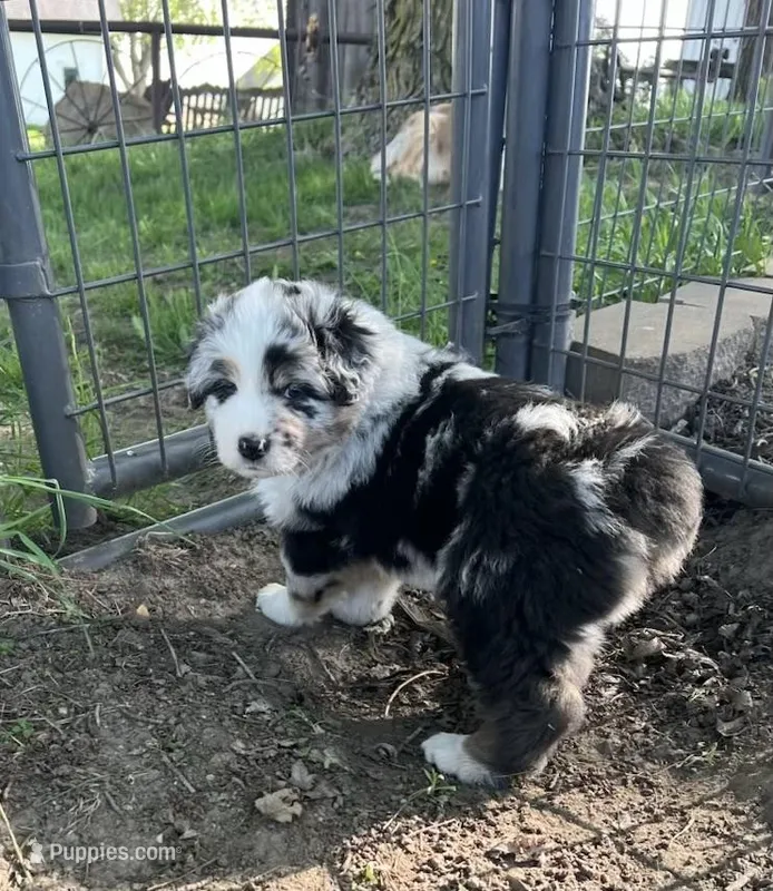 Duke  – Australian Shepherd puppy for sale in Dunlap, IA