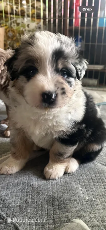 Duke  – Australian Shepherd puppy for sale in Dunlap, IA