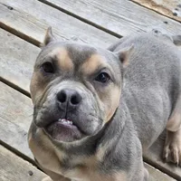 Stitch, a male American Bully for sale in Denver, CO – Photo 2 of 2