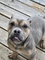 Stitch, a male American Bully for sale in Denver, CO – Photo 2 of 2