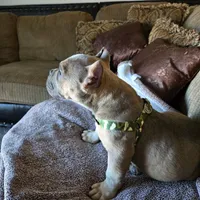 Stitch, a male American Bully for sale in Denver, CO – Photo 1 of 2